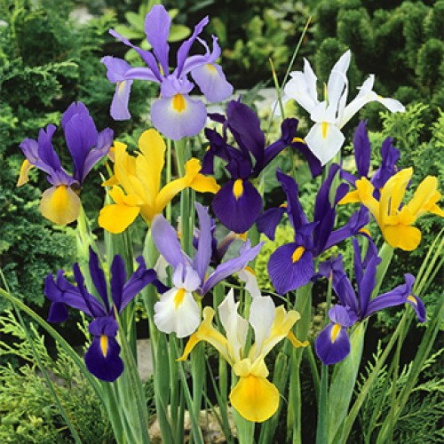 Луковица Яскрава Ирис Холандика смесь 5 шт. 