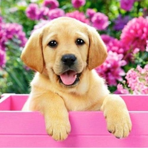 Набор для творчества со стразами на подрамнике Верный товарищ 30x30 см Діамантові ручки 