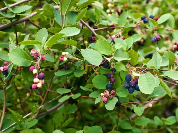 Растение Ирга вильхолистая Ханиуд/Amelanchier alnifolia 'Honeywood' С3/Н 10-15