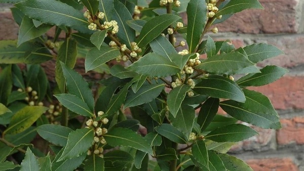 Растение Лавр Нобилис d9/h28