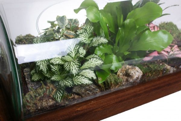 Террариум в бутылке горизонтальной 48х20 см