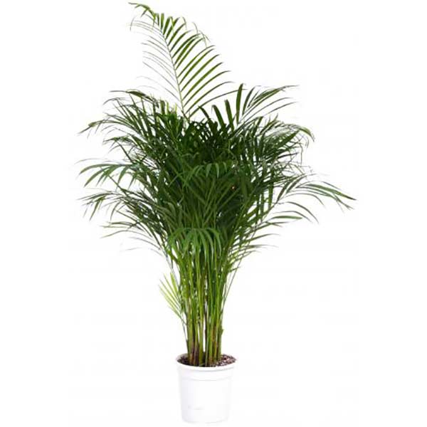 Растение комнатное Пальма Арека