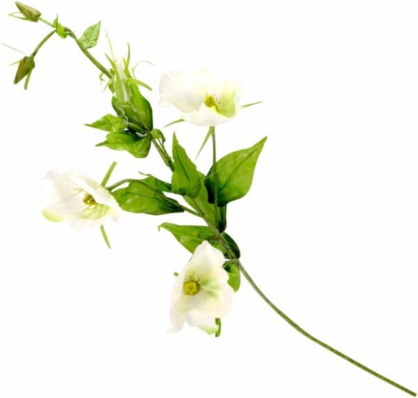  3 квітки 4 бутони висота 74см