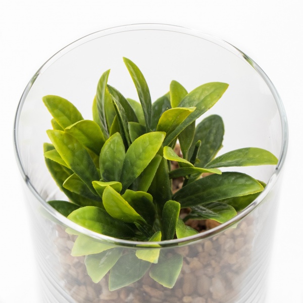 Флорариум Суккулент в стеклянной вазе 190720 10x12 см