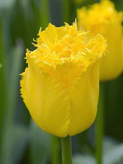 Цибулина тюльпана бахромчастого Кріспі Мері 3 шт. 