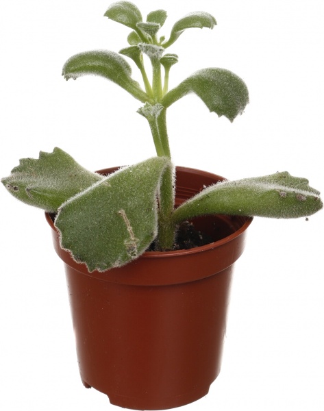 Рослина кімнатна Сукулент мікс 5х8 см