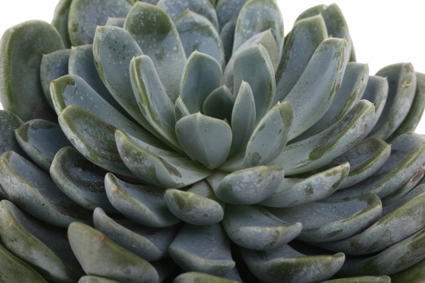 Рослина кімнатна Сукулент мікс 10х12 см