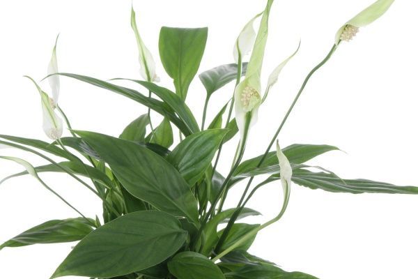 Растение Спатифиллум мини 9/20