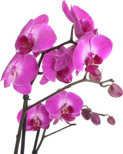  Фаленопсіс 12/70 еліт промо