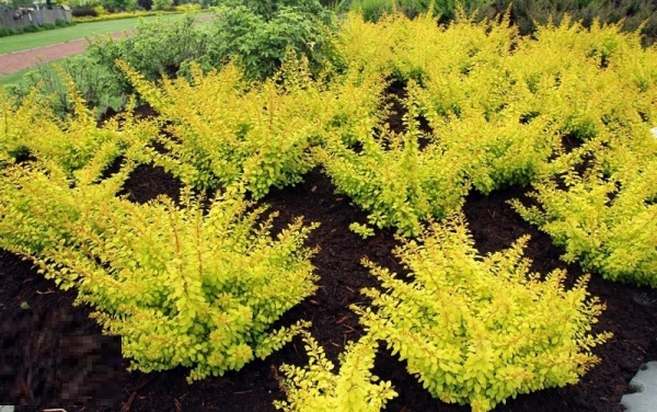 Рослина Барбарис/ Berberis thunbergii Golden Carpet С3, D 20-25