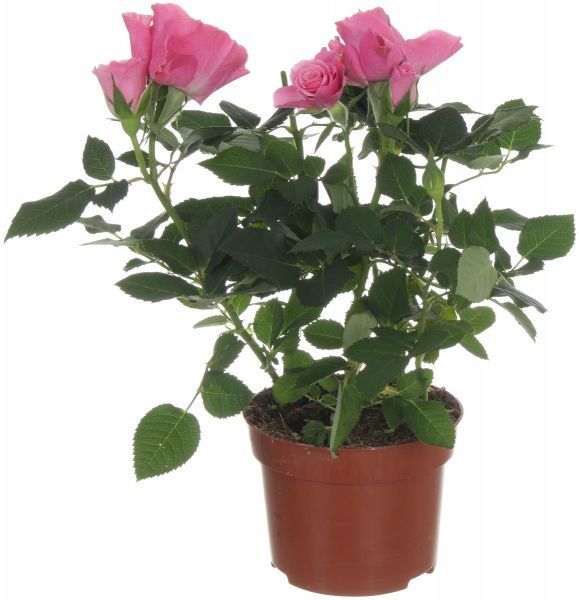 Растение комнатное Роза микс 10,5x20 см