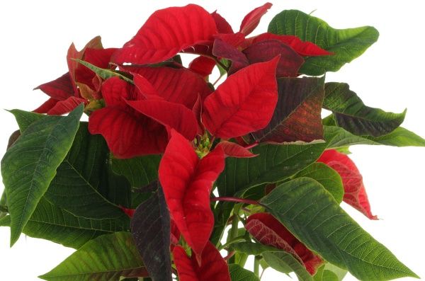 Рослина Пуансетія Мix D9