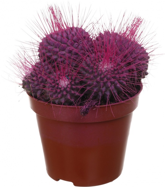 Растение Кактус разноцветный 8/10