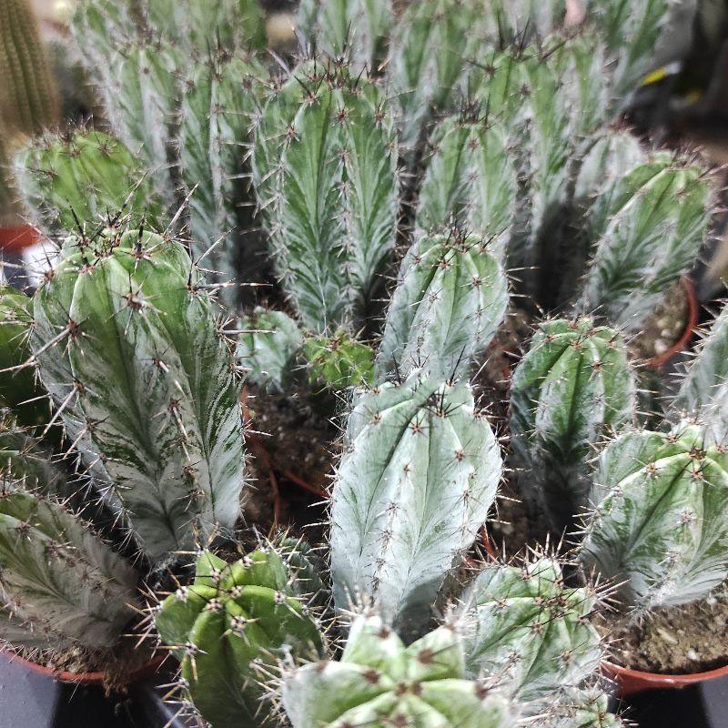 Растение Кактус 10х15 Polaskia Chichipe