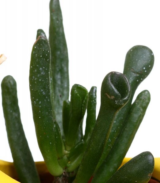 Рослина Сукулент 9х20 см Деко