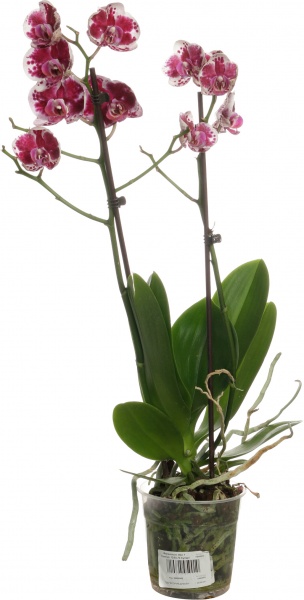 Растение комнатное Фаленопсис микс 1 ствол 12/60-70