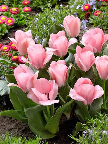 Луковица тюльпана фостера Свит Сикстин 3 шт. 