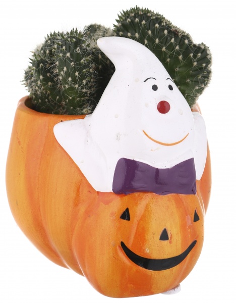 Растение Кактус в горшке хеллоуин 6/12