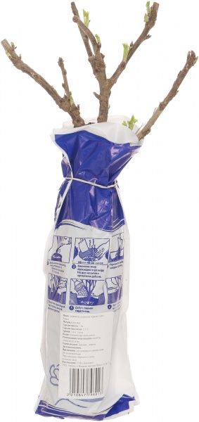 Саженец смородины красной Ровада