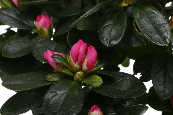 Растение комнатное Азалия штамб микс d13/h40