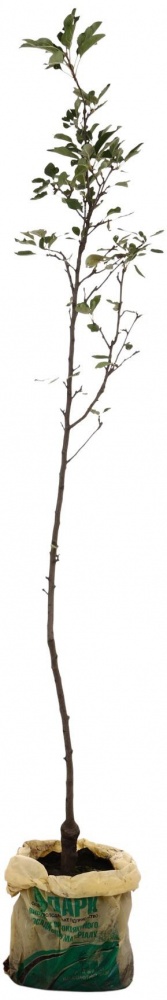 Саженец Яблоня в ассортименте 3 р (L.15)