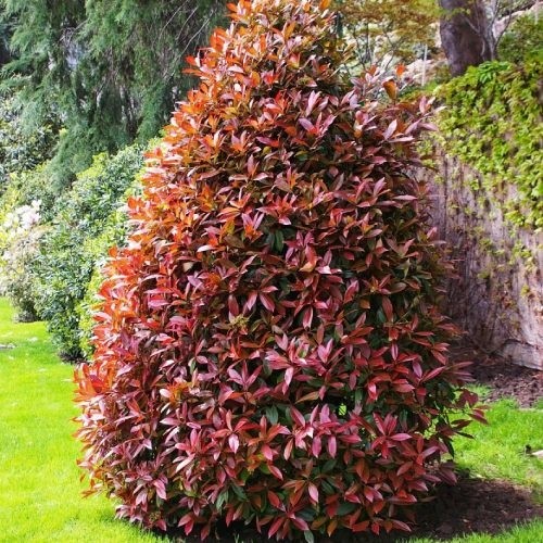 Растение Фотиния Фразера Литтл Ред Робин d17/h30