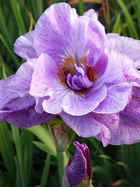 Корневище ириса Импириал Оупел 1 шт. 