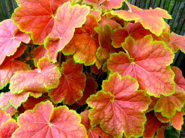 Растение Гейхера Тирамиса С2