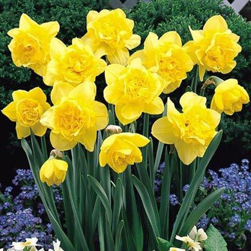 Цибулина Яскрава Dick Wilden 2 шт. 