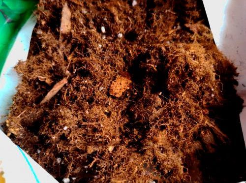 Субстрат торфяной для голубики 20 л