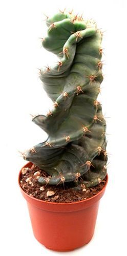 Рослина Цереус форбезі спіраль 12х20 см