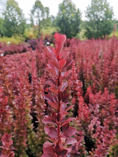 Саженец MegaPlant Барбарис Тунберга Red Pillar 30-40 см С2