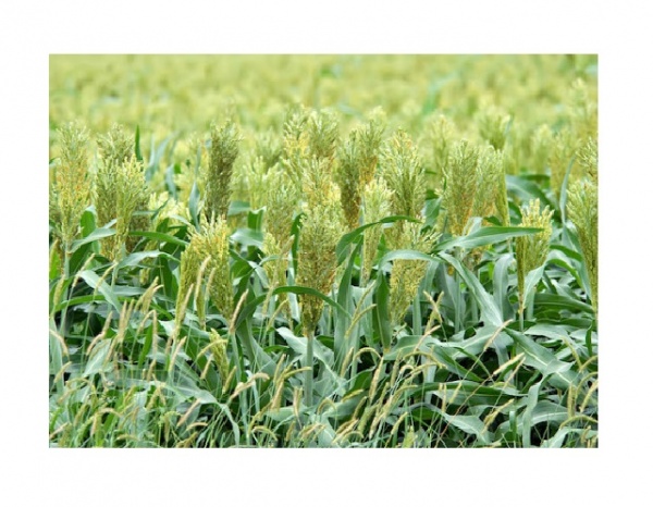 Семена Професійне насіння Трава суданская 0,5 кг