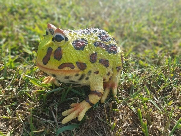 Игрушка Lanka Novelties Лягушка аргентинская рогатая 22 см 21565 