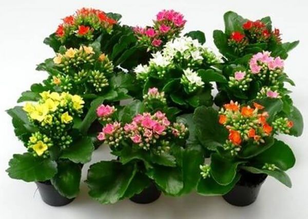 Рослина Каланхоє Rosalina мікс 7/15