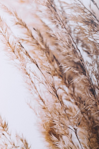 Картина Сухоцвіт 50x70 см Styler OB-14040 