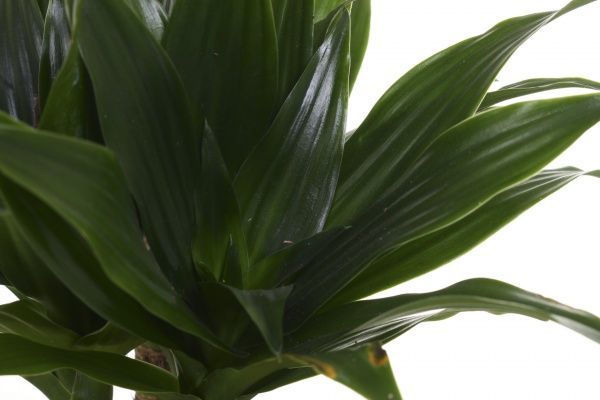 Рослина кімнатна Драцена компакта 2 стовбури 17х60