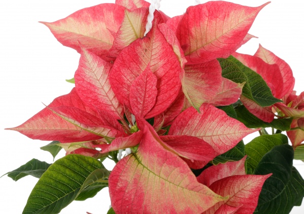 Растение Пуансеттия D20 см