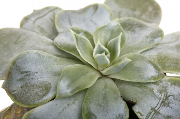 Рослина кімнатна Ехеверія 7х15 см