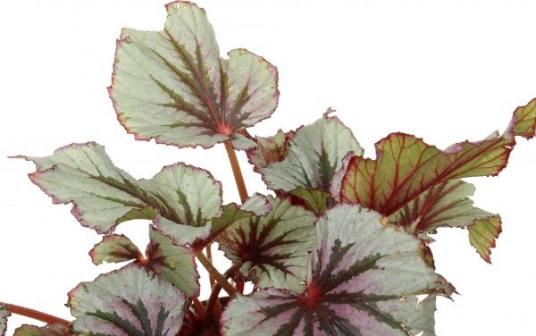 Растение Бегония рекс микс 12х25 см