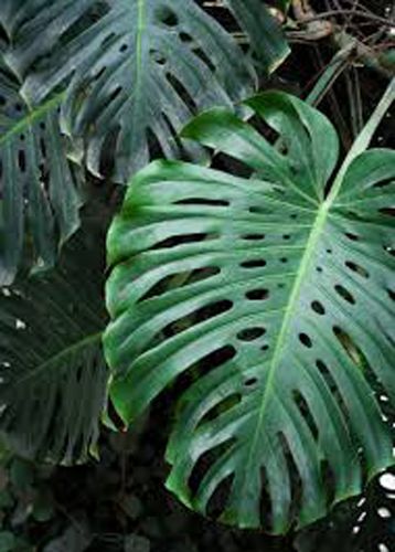 Растение комнатное Монстера 14/55 Monstera Deliciosa