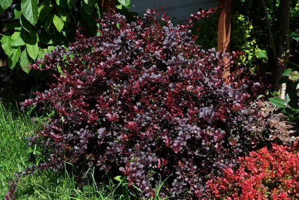 Растение Барбарис тунберга Дартс Ред Леди/Berberis thunb. 'Dart's Red Lady' C4/H 20-30