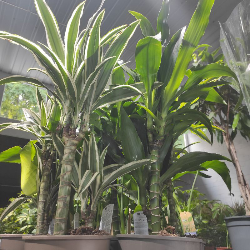 Растение Драцена 17х55-65 Fragrans 2 ствола микс