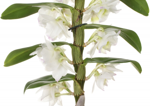 Растение Дендробиум белый Nobile 1 ствол 12х50 см