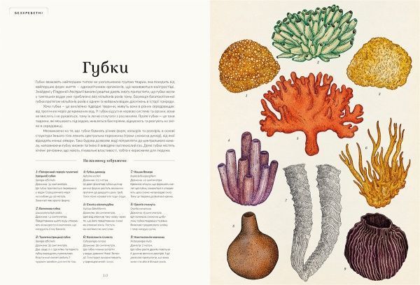 Книга Дженні Брум «Анімаліум» 978-617-679-376-2