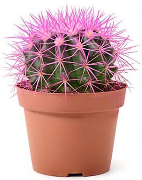 Кактус разноцветный 8/10