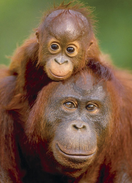 Пазл Eurographics Орангутанг із дитинчам 8104-0638
