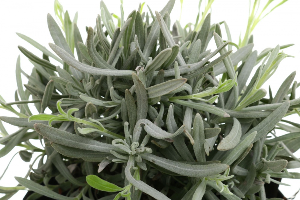 Растение Лаванда d17