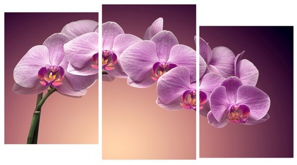 Картина модульная Цветы С-165 акц. 100x53 см 