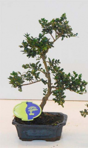 Растение Падуб бонсай d19/h35
